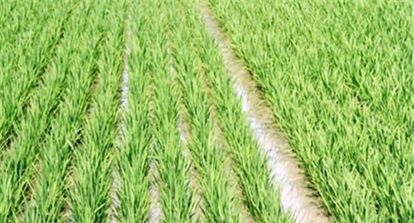 海拔高、低热区水稻种植的技术要点