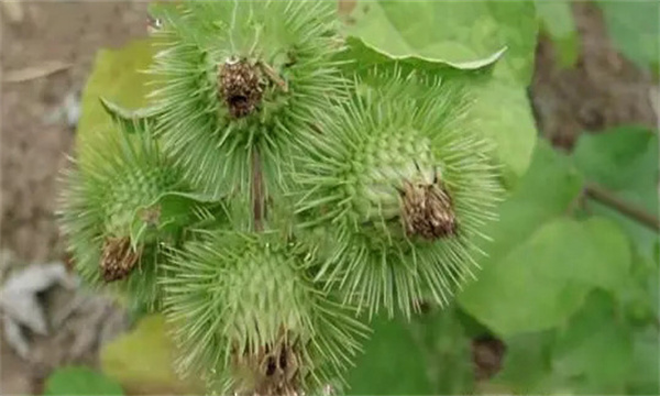牛蒡种子