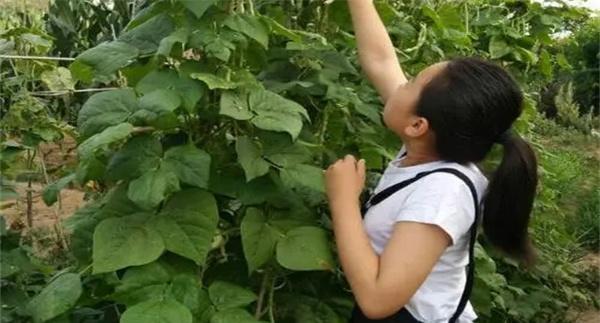 为什么说先摘叶后摘心芸豆早产效益高