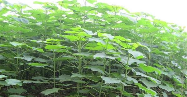 怎样培育泡桐树苗