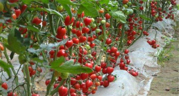 大棚促再生栽培樱桃番茄的方法