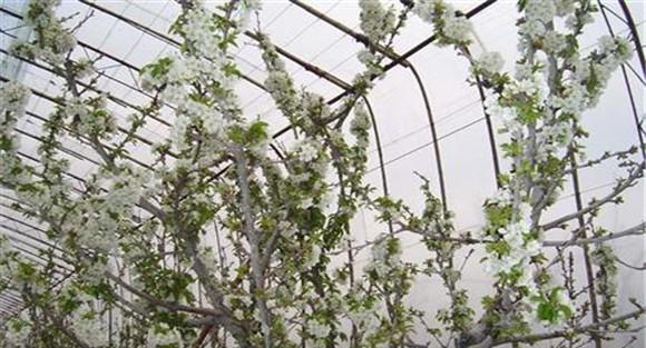 樱桃番茄