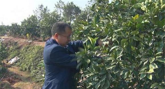脐橙整形修剪技术要点