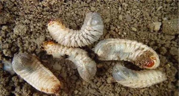 怎样防治地老虎