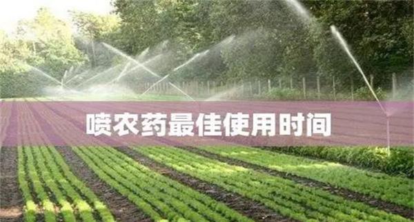 农药用药时间问题：适时用药是关键！