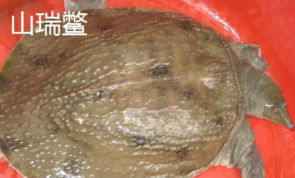 山瑞鳖是国家保护动物吗