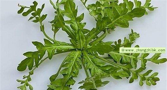 荠菜的功效与作用
