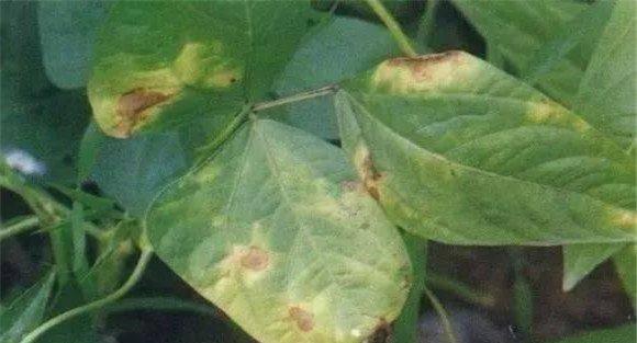菜豆细菌性疫病病源