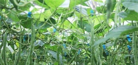 菜豆细菌性疫病如何防治