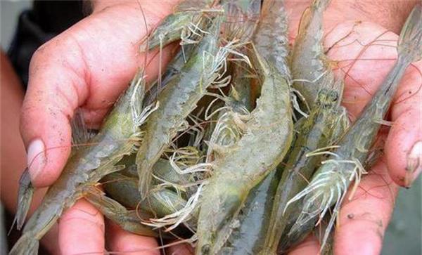 我国脊尾白虾的资源状况