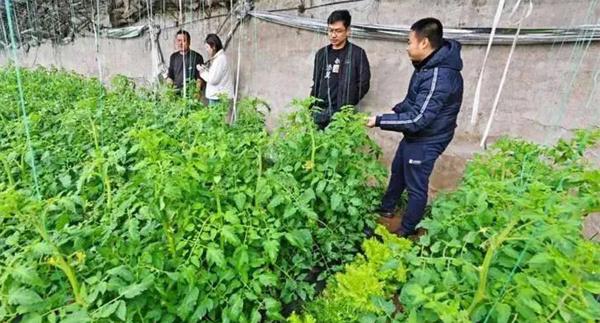 深冬期套种番茄应注意什么问题