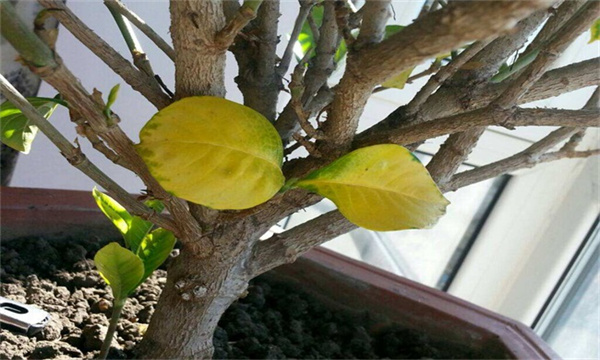 月季花叶子发黄是怎么回事