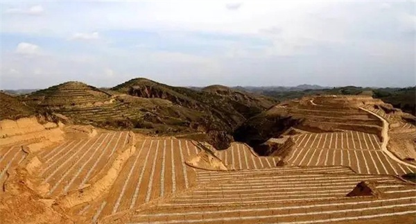 怎样整理茶树苗圃地
