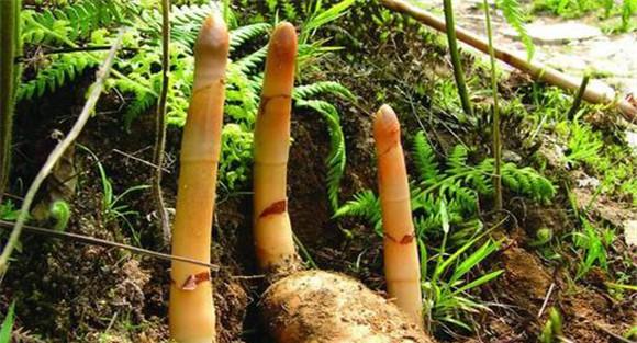 天麻种植方式