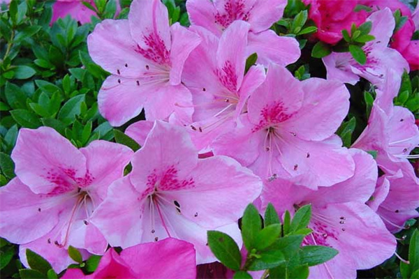杜鹃花的播种
