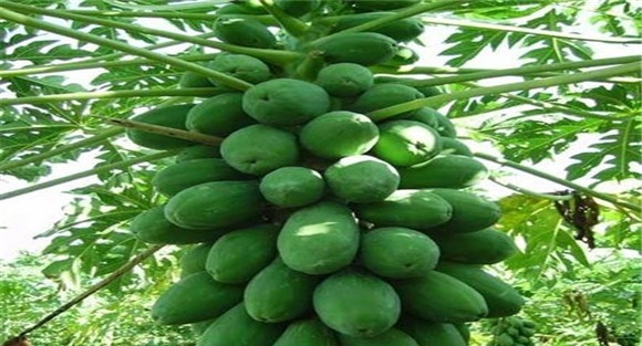 木瓜追肥方法