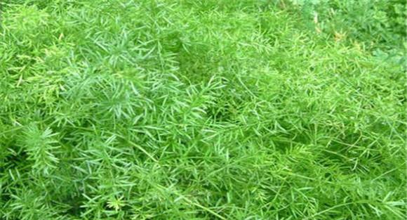 天门冬怎样进行繁殖