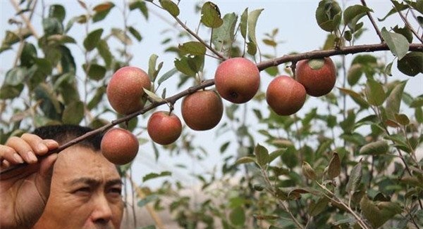 如何提高苹果的亩产量