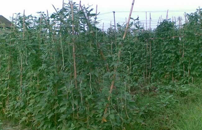 豇豆种植管理方法