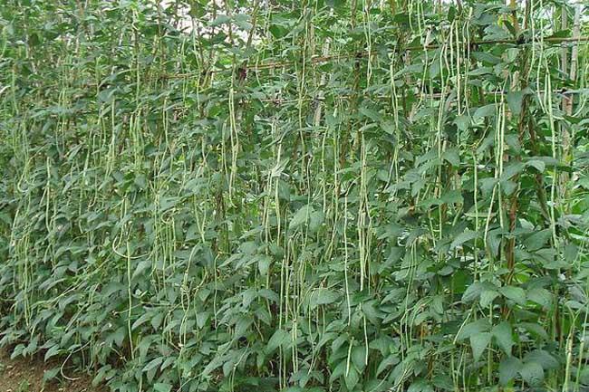 豇豆种植管理方法