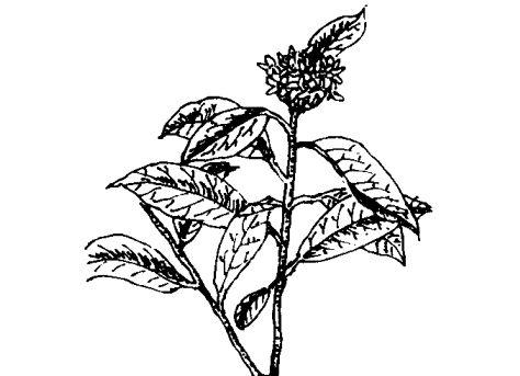 花卉的功效与作用