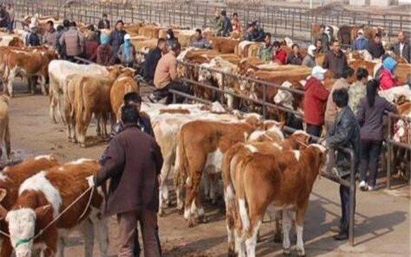 肉牛养殖的市场前景分析