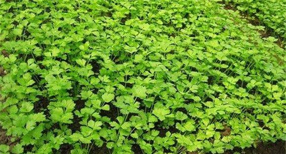 芹菜种植时间