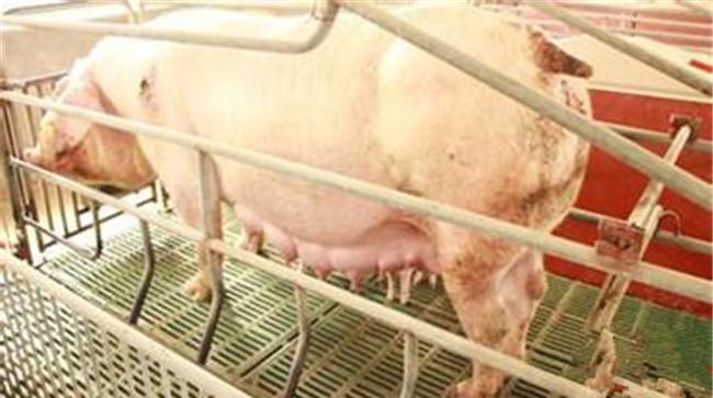 预防母猪发生热应激的营养措施