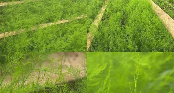 芦笋苗期的苗床温度如何控制