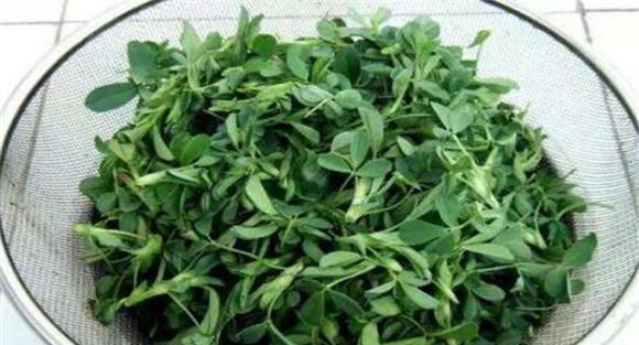 苜蓿的药用选方