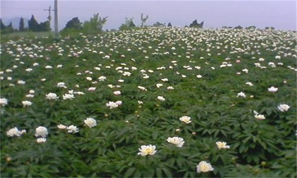 白芍水肥管理