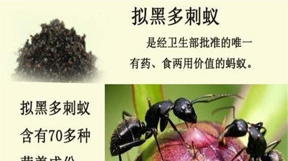 拟黑多刺蚁养殖与管理方法