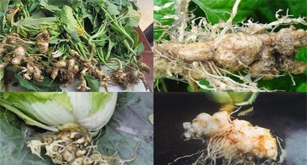 如何防治大白菜根肿病