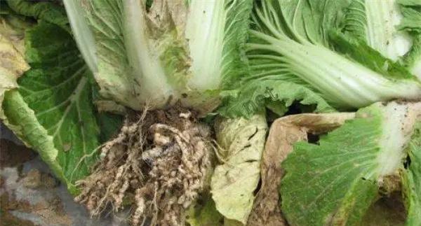 大白菜根肿病的防治方法