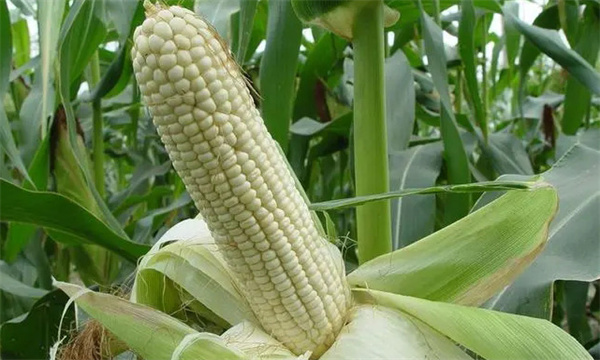鲜食玉米是什么意思