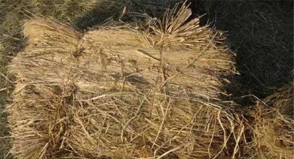 平菇栽培技术：平菇稻草阳畦栽培方法