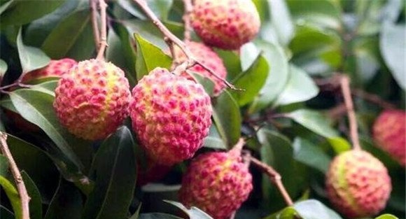 荔枝种植技术要点