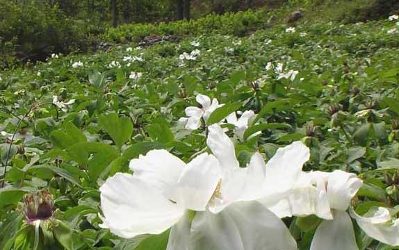 中药材种植技术