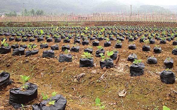 中药材种植技术