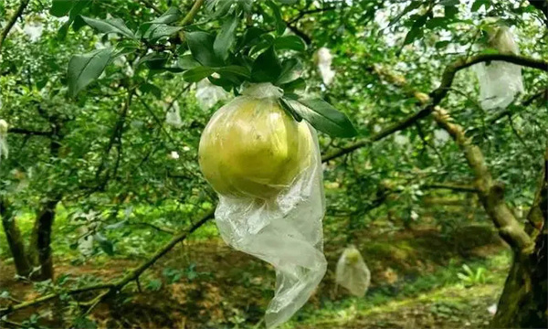 塑膜果袋