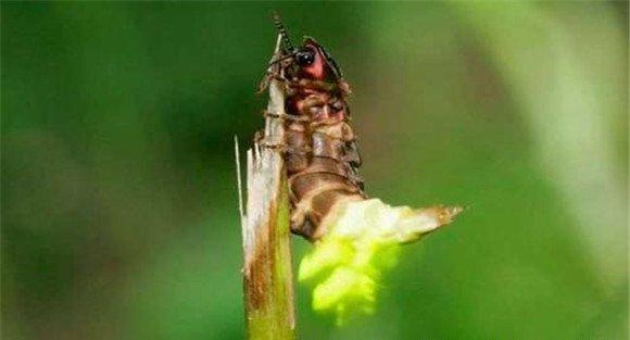萤火虫养殖方法