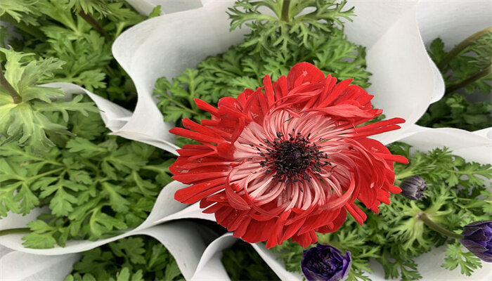 盆栽富贵花怎么养