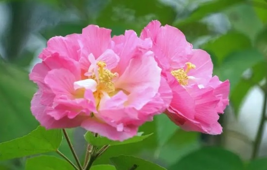芙蓉花的养殖方法和注意事项介绍