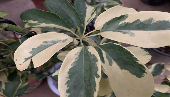 重楼种植技术与栽培管理
