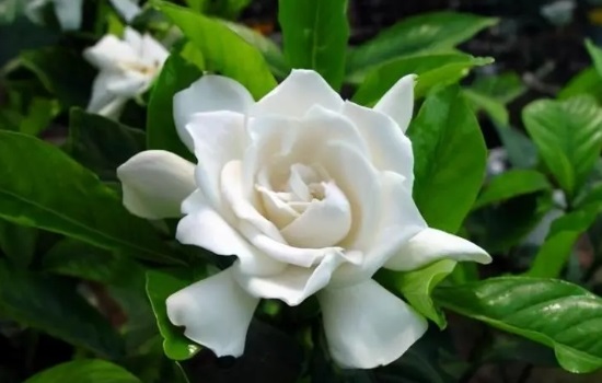 栀子花什么时候开花