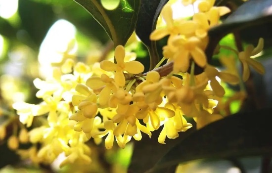 桂花怎么养才能开花多一点