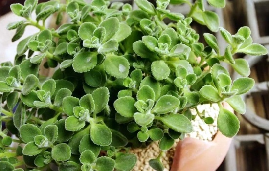碰碰香是草本还是木本植物