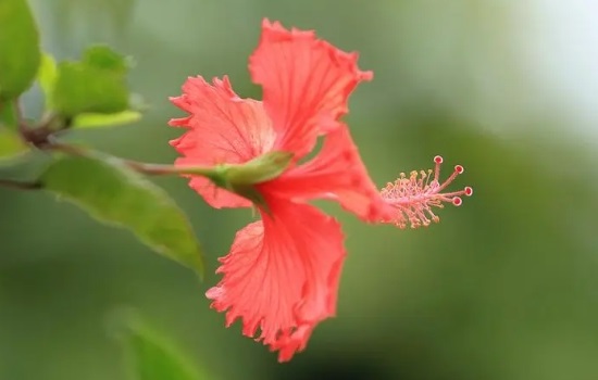 扶桑花怎么养护能常开花呢