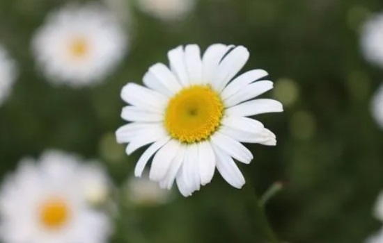 小雏菊怎么醒花,要放多少水