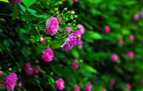 蔷薇花是什么季节开的花呢